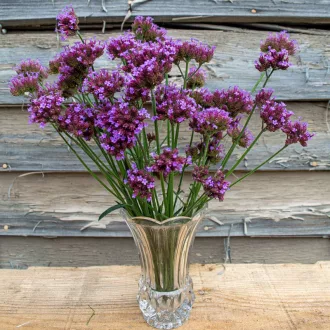 Verbena-bonariensis-CS9-Ernyos-verbena
