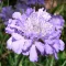 Scabiosa columbaria Blue - Galambszínű ördögszem CS9