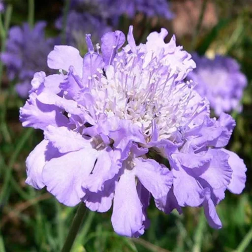 Scabiosa columbaria Blue - Galambszínű ördögszem CS9