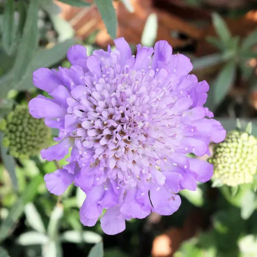 Scabiosa columbaria Blue - Galambszínű ördögszem CS9