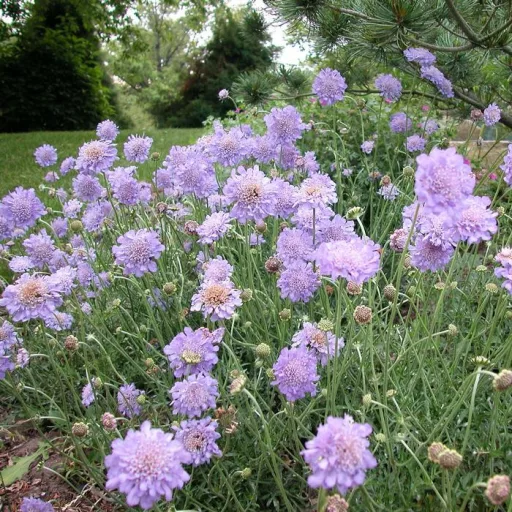 Scabiosa columbaria Blue - Galambszínű ördögszem CS9