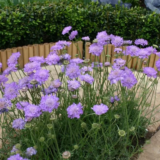 Scabiosa columbaria Blue - Galambszínű ördögszem CS9