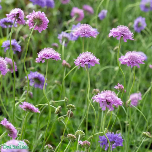Scabiosa columbaria Blue - Galambszínű ördögszem CS9