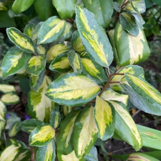 Elaeagnus ebbingei - Tarka ezüstfa K5 – Díszfák