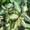 Elaeagnus ebbingei - Tarka ezüstfa K5 – Díszfák