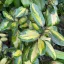 Elaeagnus ebbingei - Tarka ezüstfa K5 – Díszfák