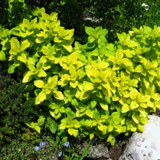 Origanum-vulgare-Aurea-CS9-Sarga-levelu-oregano
