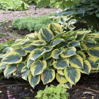Hosta First Frost CS14 - Ezüstlevelű árnyékliliom – Évelő növények