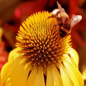 Echinacea-sp-Sarga-kasvirag