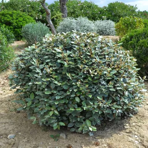Elaeagnus ebbingei - Tarka ezüstfa K5 – Díszfák