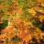 Acer palmatum Orange Dream K2 - Japán juhar – NOVno37 – Díszfák