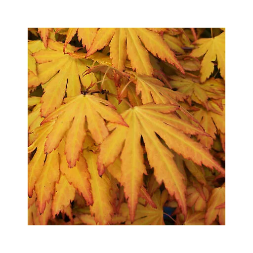 Acer palmatum Orange Dream K2 - Japán juhar – NOVno37 – Díszfák