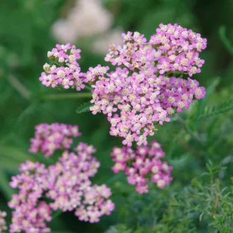 Achillea-millefolium-Rozsaszin-cickafark