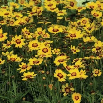 Coreopsis-grandiflora-Nagyfeszku-menyecskeszem