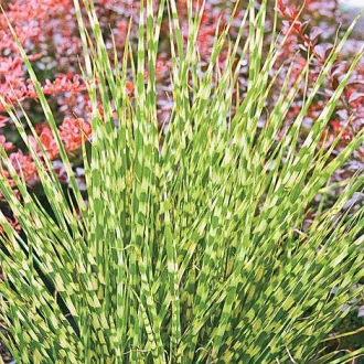 Miscanthus-sinensis-Zebrinus-Csikos-zebrafu
