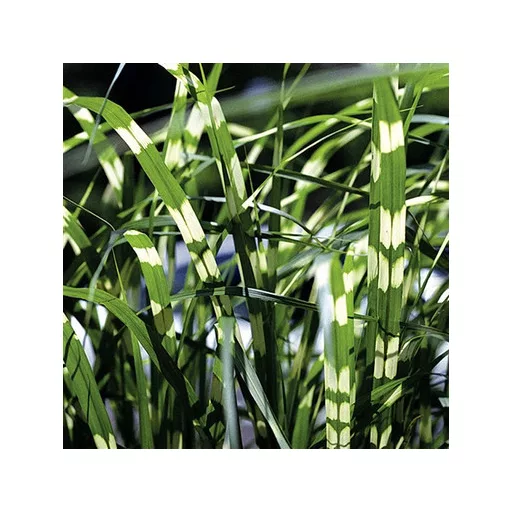 Miscanthus-sinensis-Zebrinus-Csikos-zebrafu