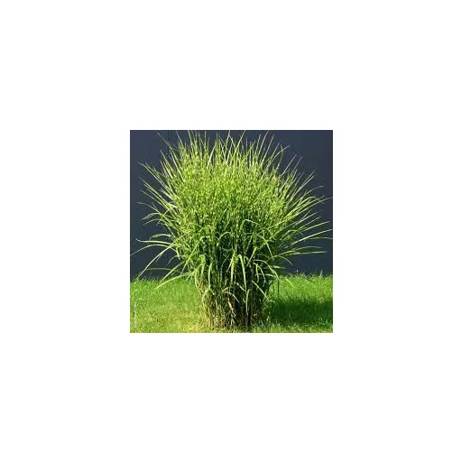 Miscanthus-sinensis-Zebrinus-Csikos-zebrafu