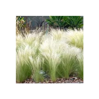 Stipa-Pony-Tails-CS9-Mexikoi-arvalanyhaj