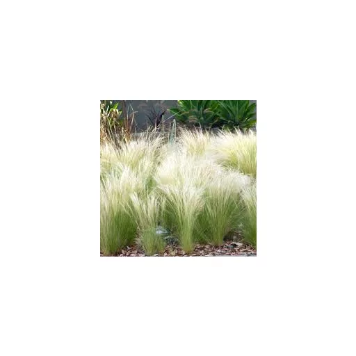 Stipa-Pony-Tails-CS9-Mexikoi-arvalanyhaj
