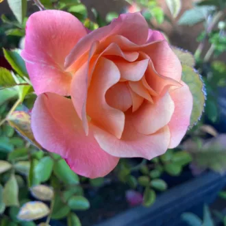 Rosa Cubana CS15 - Talajtakaró rózsa – Díszcserjék