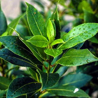 Laurus nobilis CS14 - Fűszerbabér – Évelő növények