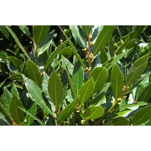 Laurus nobilis CS14 - Fűszerbabér – Évelő növények