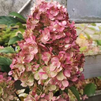 Hydrangea paniculata Pink Diamond K2 - Bugás hortenzia