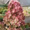 Hydrangea paniculata Pink Diamond K2 - Bugás hortenzia