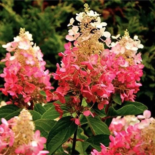 Hydrangea paniculata Pink Diamond K2 - Bugás hortenzia