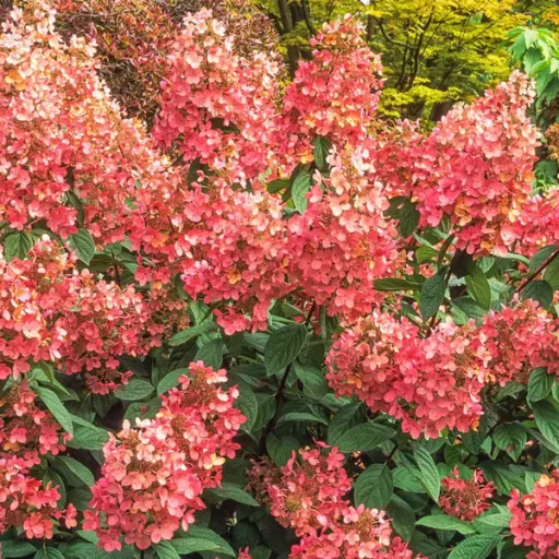 Hydrangea paniculata Pink Diamond K2 - Bugás hortenzia