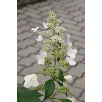 Hydrangea paniculata Grandiflora K2 - Bugás hortenzia
