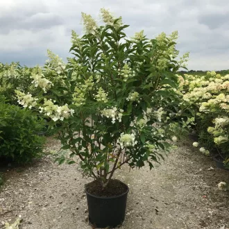 Hydrangea paniculata Kyushu K2 - Bugás hortenzia