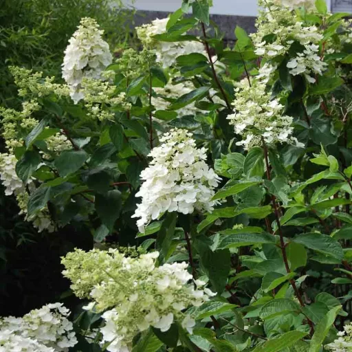 Hydrangea paniculata Kyushu K2 - Bugás hortenzia