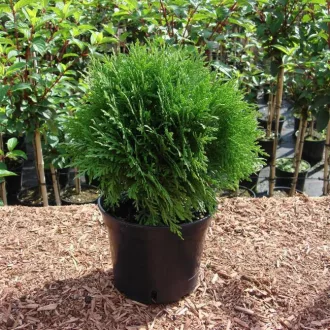 Thuja occidentalis Danica K2 - Törpe gömbtuja