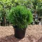 Thuja occidentalis Danica K2 - Törpe gömbtuja
