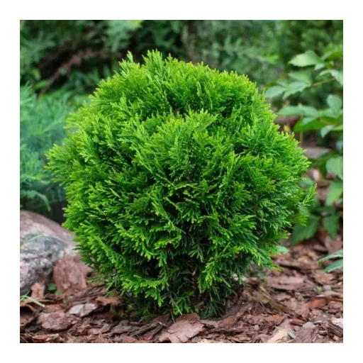 Thuja occidentalis Danica K2 - Törpe gömbtuja
