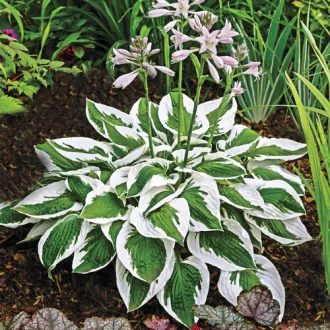 Hosta Patriot CS14 - Árnyékliliom – Évelő növények