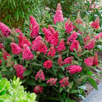 Buddleja davidii - Törpe nyári orgona K3