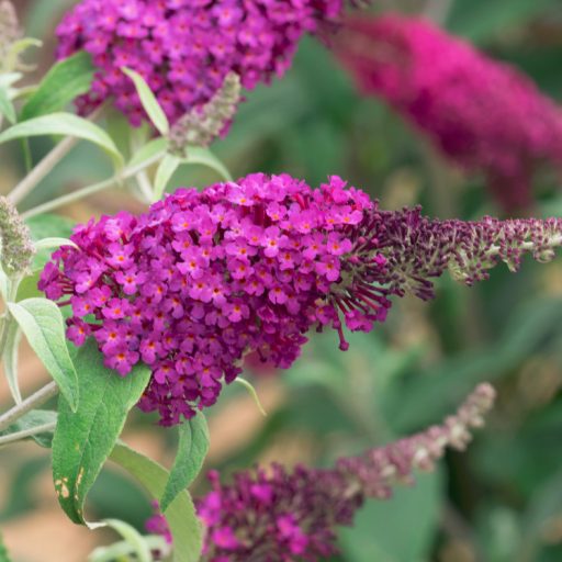 Buddleja davidii - Törpe nyári orgona K3