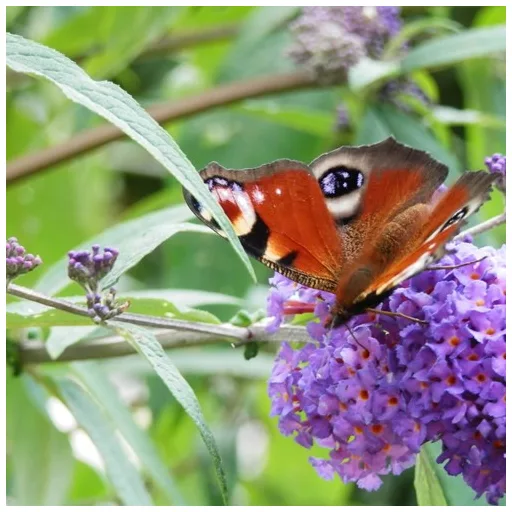 Buddleja davidii - Törpe nyári orgona K3
