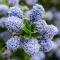 Ceanothus thyrsiflorus var repens CS17 - Terülő kék táskavirág – Évelő növények