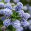 Ceanothus thyrsiflorus var repens CS17 - Terülő kék táskavirág – Évelő növények