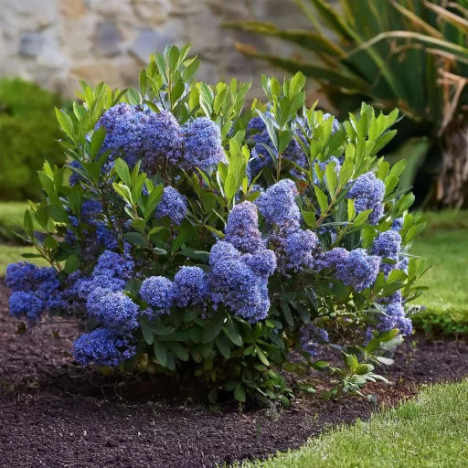 Ceanothus thyrsiflorus var repens CS17 - Terülő kék táskavirág – Évelő növények