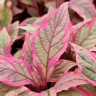 Cornus alba Miracle K3 - Rózsaszín tarka som – Évelő növények