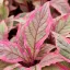 Cornus alba Miracle K3 - Rózsaszín tarka som – Évelő növények