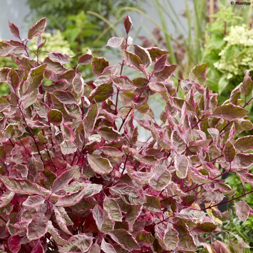Cornus alba Miracle K3 - Rózsaszín tarka som – Évelő növények