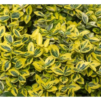 Euonymus fortunei Emerald'n Gold - Terülő kecskerágó CS9 – Díszcserjék