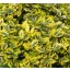 Euonymus fortunei Emerald'n Gold - Terülő kecskerágó CS9 – Díszcserjék