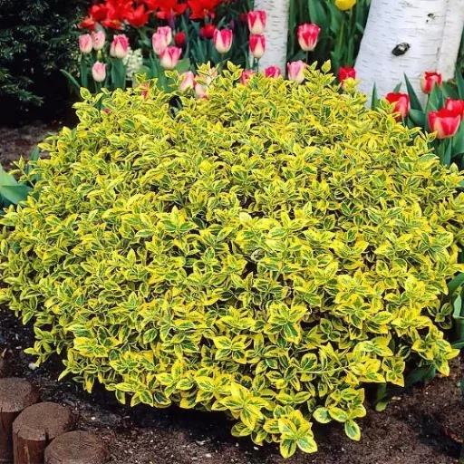 Euonymus fortunei Emerald'n Gold - Terülő kecskerágó CS9 – Díszcserjék