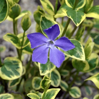 Vinca minor Variegata CS9 - Tarkalevelű kis meténg
